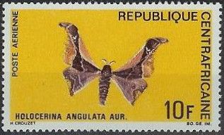 Angulate Batwing (Holocerina angulata)