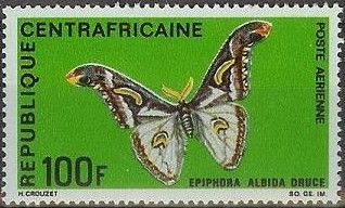 Silk Moth (Epiphora albida)