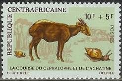 Yellow-backed Duiker (Cephalophus silvicultor), Snail
