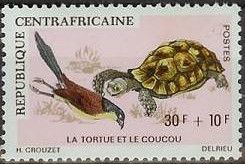 The tortoise and the cuckoo: Senegal Coucal (Centropus seneg