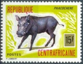 Common Warthog (Phacochoerus africanus)