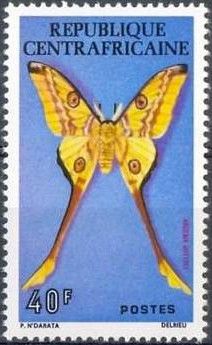 Madagascan Moon Moth (Argema mittrei)