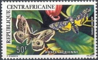 African death's-head hawkmoth (Acherontia atropos)