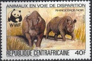 Black Rhinoceros (Diceros bicornis)