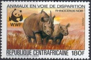 Black Rhinoceros (Diceros bicornis)