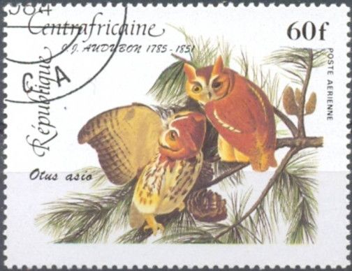 Eastern Screech-owl (Otus asio)