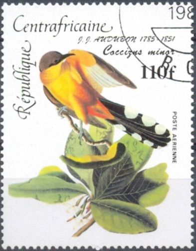 Mangrove Cuckoo (Coccyzus minor)