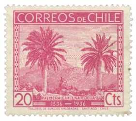 Chilean Wine Palm
