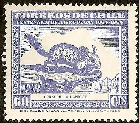 Long-tailed Chinchilla (Chinchilla lanigera)