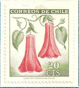 Copihue (Lapageria rosea)
