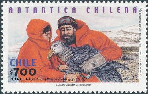Researchers, Southern Giant Petrel (Macronectes giganteus)