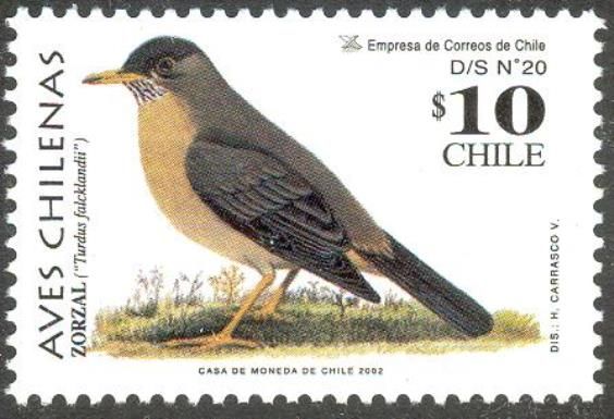 Austral Trush (Turdus falcklandii)