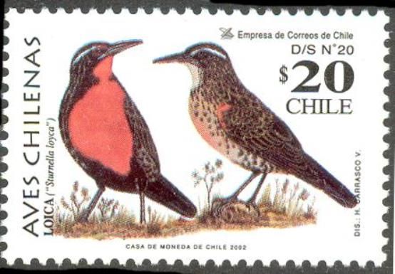 Long-tailed Meadowlark (Sturnella loyca)