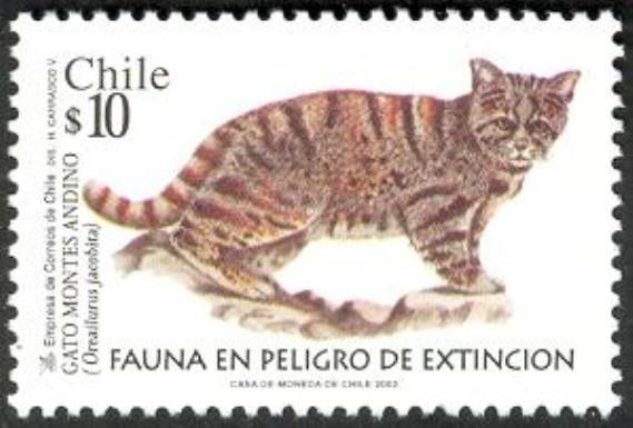 Andean Mountain Cat (Oreailurus jacobita)