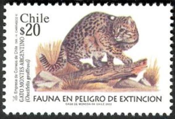 Geoffroy's Cat (Oncifelis geoffroyi)