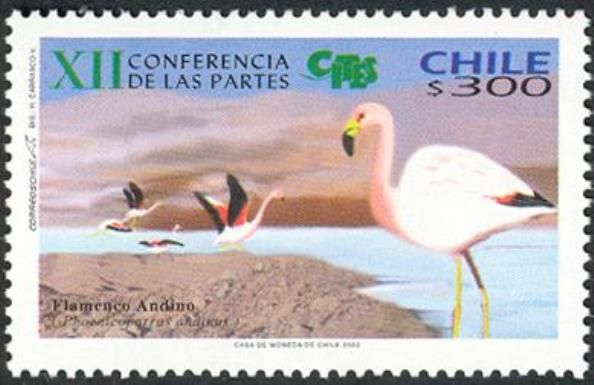 Andean Flamingo (Phoenicoparrus andinus)