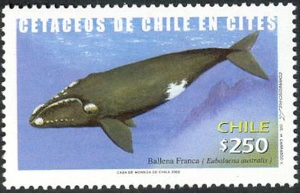 Southern Right Whale (Eubalaena australis)