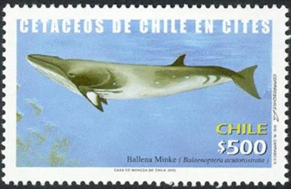 Antarctic Minke Whale (Balaenoptera acutorostrata)