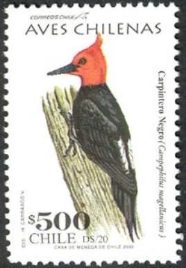 Magellanic Woodpecker (Campephilus magellanicus)
