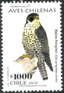 Peregrine Falcon (Falco peregrinus cassini)