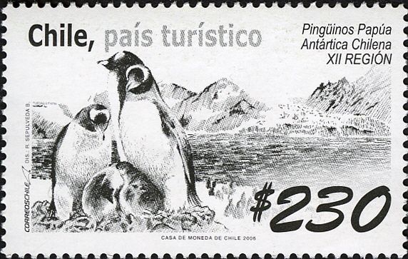 Gentoo Penguin (Pygoscelis papua), Chilean Antarctic
