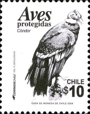 Andean Condor (Vultur gryphus)