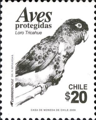 Burrowing Parakeet (Cyanoliseus patagonus bloxami)
