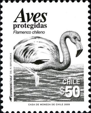 Chilean Flamingo (Phoenicopterus chilensis)