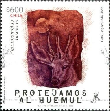 South Andean Huemul (Hippocamelus bisulcus)