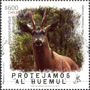 South Andean Huemul (Hippocamelus bisulcus)