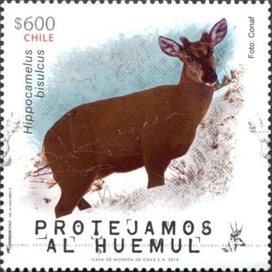 South Andean Huemul (Hippocamelus bisulcus)