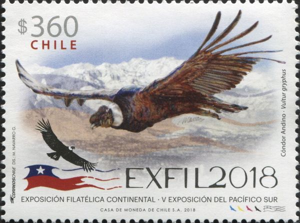 Andean Condor (Vultur gryphus)