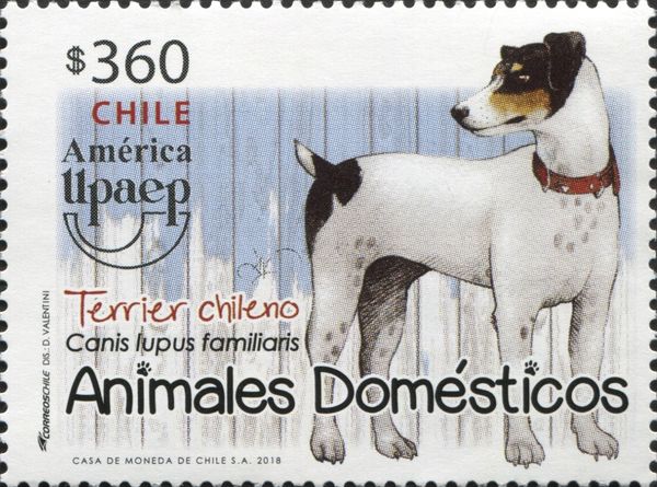 Chilean Terrier