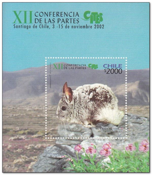 Long-tailed Chinchilla (Chinchilla lanigera)