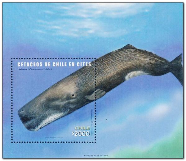 Sperm Whale (Physeter macrocephalus)