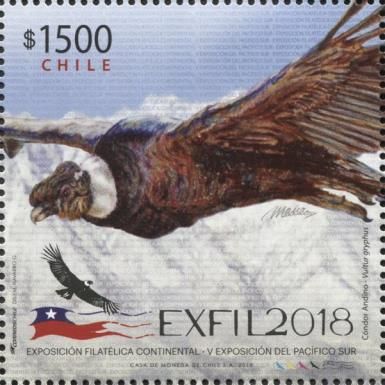 EXFIL2018, Santiago, Andean Condor (Vultur gryphus)