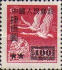 Tundra Swans over Globe, Swan Geese (Anser cygnoides)
