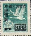 Tundra Swans over Globe, Swan Geese (Anser cygnoides)