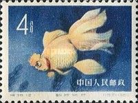 Goldfish (Carassius auratus auratus)