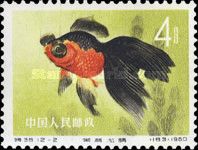 Goldfish (Carassius auratus auratus)