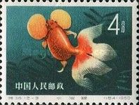Goldfish (Carassius auratus auratus)