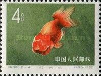 Goldfish (Carassius auratus auratus)