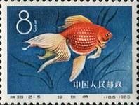 Goldfish (Carassius auratus auratus)