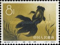 Goldfish (Carassius auratus auratus)