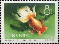 Goldfish (Carassius auratus auratus)