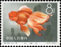 Goldfish (Carassius auratus auratus)
