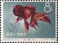 Goldfish (Carassius auratus auratus)