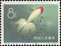Goldfish (Carassius auratus auratus)