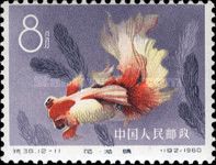 Goldfish (Carassius auratus auratus)