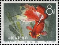Goldfish (Carassius auratus auratus)